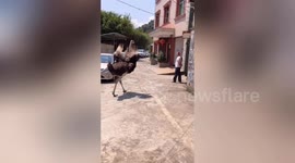 Ostrich charges at villagers in China's Longyan