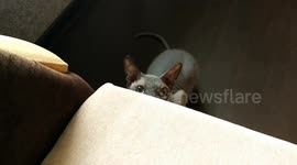 Kitten attacks from an ambush