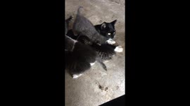 Let me eat!