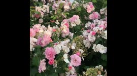 Pink Roses, Roses in the Spring, Flowers and Nature.