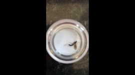 Mysterious huge bug with big stinger caught biting woman in London