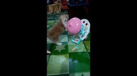Moment cat throws the ice cream cart