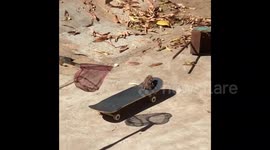 'The legend of Toady Hawk': Hawaiian frog rides skateboard