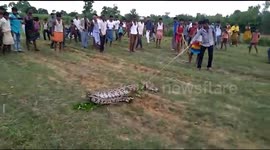 11-foot-python rescued after swallowing village goats in north India