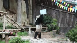 Xuang Xuang the panda dies in Thai zoo aged 19 after snacking on bamboo shoots