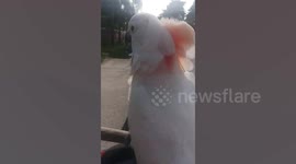 Pet Cockatoo Rides On Motorcycle Handlebars