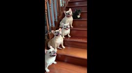 Five French Bulldogs Sit On Stairs To Welcome Owner