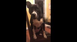 My Dog Sounds Like Chewbacca