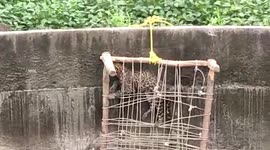 Quick-thinking rescuers lower rope cot to help drowning leopard climb out of farm well in central India