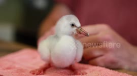 A tiny flamingo chick is the first to be born in Scotland this year