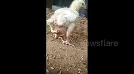 Indian farmer adopts three-legged chic as pet