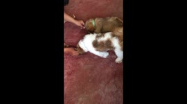 Dogs doing roll over