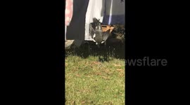 Magpie hangs upside down on clothesline in Australia garden