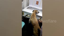 Filipino dog who was waiting for his master to return finds him in coffin