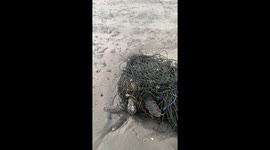 Sea turtle rescued after getting tangled in fishing nets in Malaysia