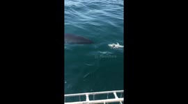 Divers have incredible reaction to shark nudging their cage