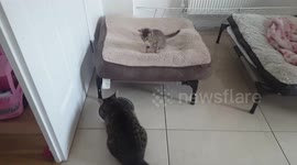 8 week old kitten torments older cat