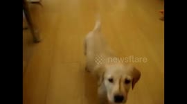 Dog does same tricks at 7weeks old and at 9yrs old.