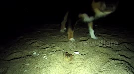 Puppy Playing with a Crab on a Beach at Night