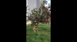 Dog Apple lover