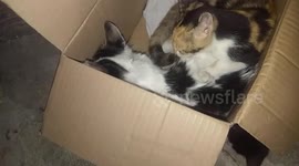Kitten brother don't leave his ready to die cat brother pt1