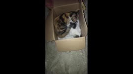 Kitten brother don't leave his ready to die cat brother pt2