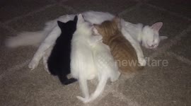 'Real Life Aristocats' go viral as litter of kittens look like famous animated felines