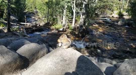 'I have never seen that!' Wild chipmunk gorges on mushroom in US national park