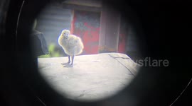 Baby Seagull Practices Flying