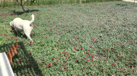 Amigos perrunos - Chihuahua y labrador juegan alegres en jardín.