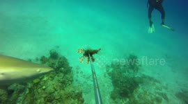 Hungry shark rips lionfish from diver's spear in the Bahamas