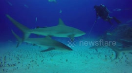 Diver swims in the middle of a shark feeding frenzy in the Bahamas