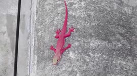 Diners amazed by rare pink gecko which appeared on wall of Thai restaurant