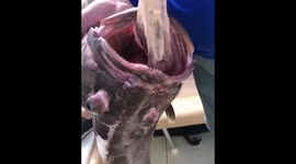 Shocking moment plastic is pulled from fish's throat in the Bahamas