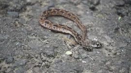 'Double Trouble' Rare two-headed viper snake spotted in western India