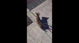 Tiny kitten walking on lead
