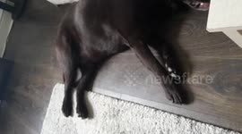 Dog farts in its sleep funny fart