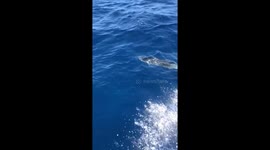 Dolphins following our boat