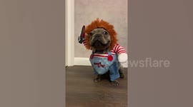French bulldog puppy dressed in Chucky costume looks truly terrifying