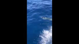 Dolphins following our boat