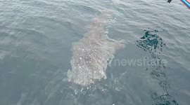 Curious whale shark floats over to a fishing boat in the Gulf of Thailand