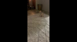 Kitten ‘flips out’ about new collar in Alabama home