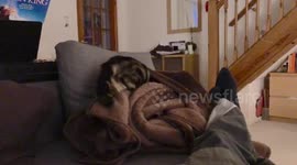 Cat sabotaging her sister’s snoozing spot