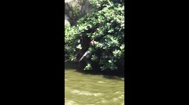 Wildlife Wild python snake kills and eats prey pigeon
