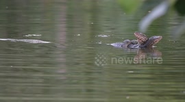 Male lizards wrestle in the water over mating rights to desirable female