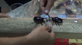 Locals prepare for rhinoceros beetle fighting competition in northern Thailand