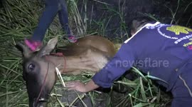 Calf rescued after tree blew over and pinned him to the ground in Thailand