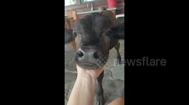 Adorable calf that 'thinks he's a dog' appreciates chin scratches