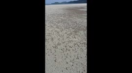 Thousands of tiny ghost crabs run along Thai beach during low tide