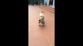 Hug it out! This dog and goose share an embrace in Vietnam